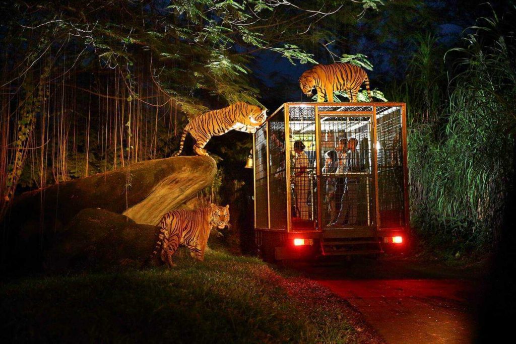 Bali Safari Marine Park - Rumah bagi Lebih dari 1000 Hewan Menakjubkan dengan Lebih dari 120 Spesies! 3 NS