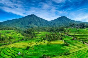 jatiluwih rice terraces