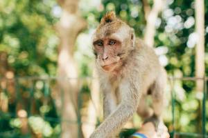 Monkey Forest Bali
