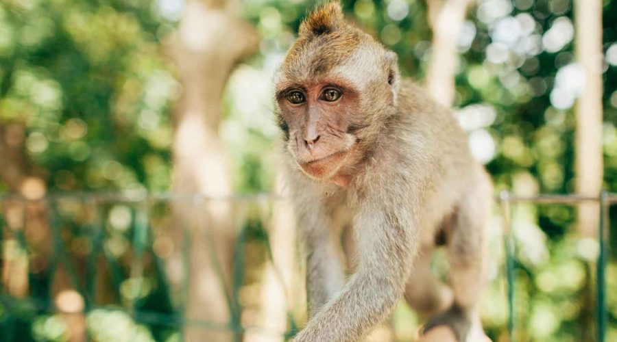 Monkey Forest Bali