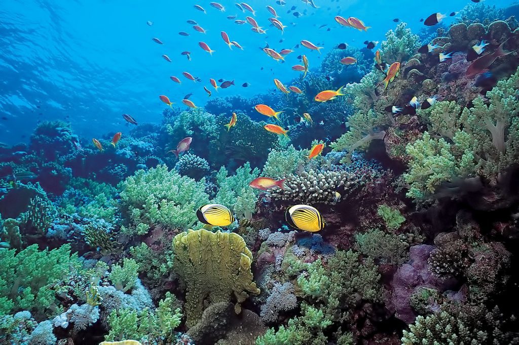 Crystal Bay Nusa Penida - Swimming, Snorkeling, and Diving & Sunset Views 3 8d6e00a5 3940 474e 9e05 3b7476499b44