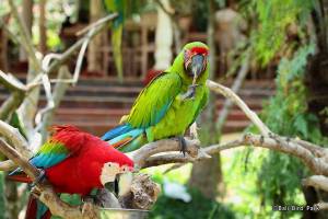 bali bird park 1
