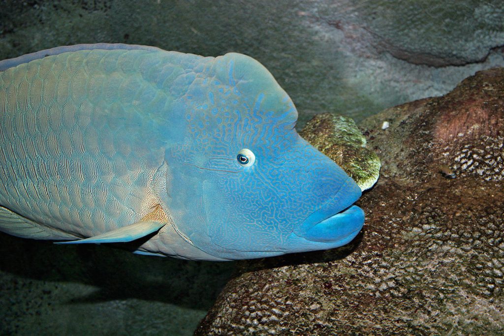 Blue Lagoon Bali - Hidden Beach in East Bali -Natural Warm Water Bathing Paradise 6 1200px Humphead wrasse melb aquarium