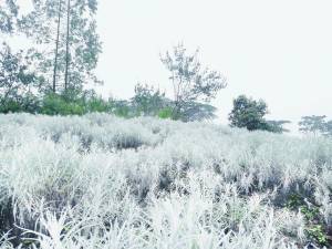 Kasna Flower Field 1