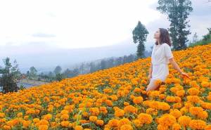 Kasna Flower Field 2