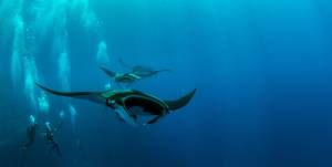 Kelingking Beach manta