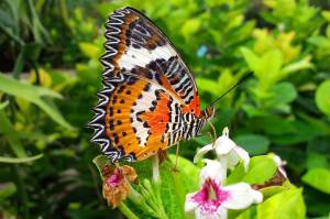 Kemenuh Butterfly Park
