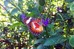 Kemenuh Butterfly Park Bali