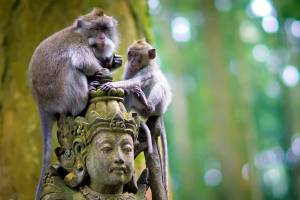 Sangeh Monkey Forest 3