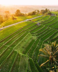Jatiluwih Rice Terrace Bali