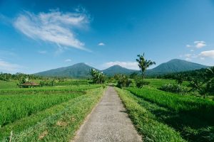 Jatiluwih Rice Terrace Bali