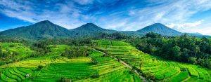Jatiluwih Rice Terrace Bali