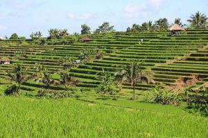 Jatiluwih Rice Terrace Bali
