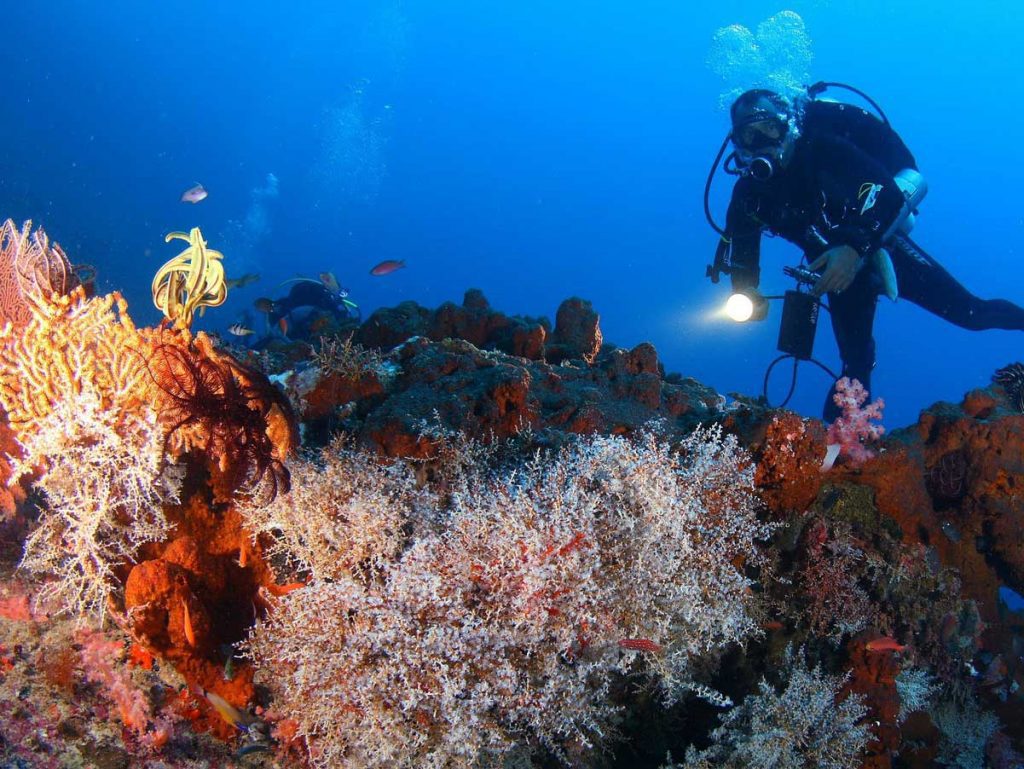 Pulau Menjangan diving