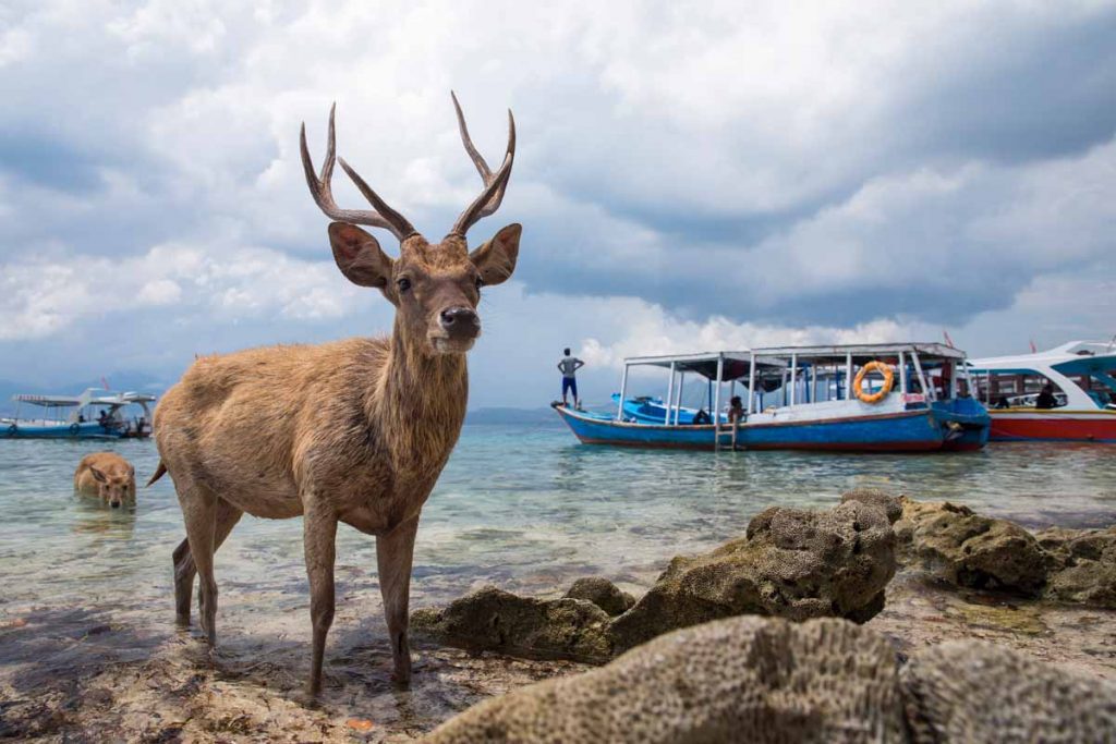 Menjangan Island Bali – The Best Place For Scuba Diving & Snorkeling with Incredible Underwater Natural Beauty. 4 menjangan island titelbild