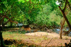 West Bali National Park, Taman Nasional Bali Barat