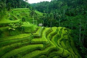 Tegalalang – An Agricultural Symbol in North of Ubud and a Must-See Spot