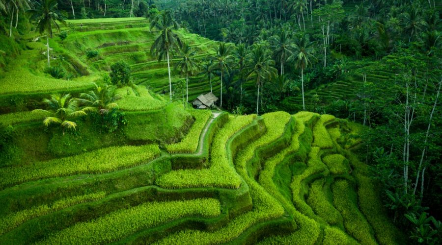 Tegalalang – An Agricultural Symbol in North of Ubud and a Must-See Spot
