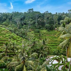 tegalalang rice terrace