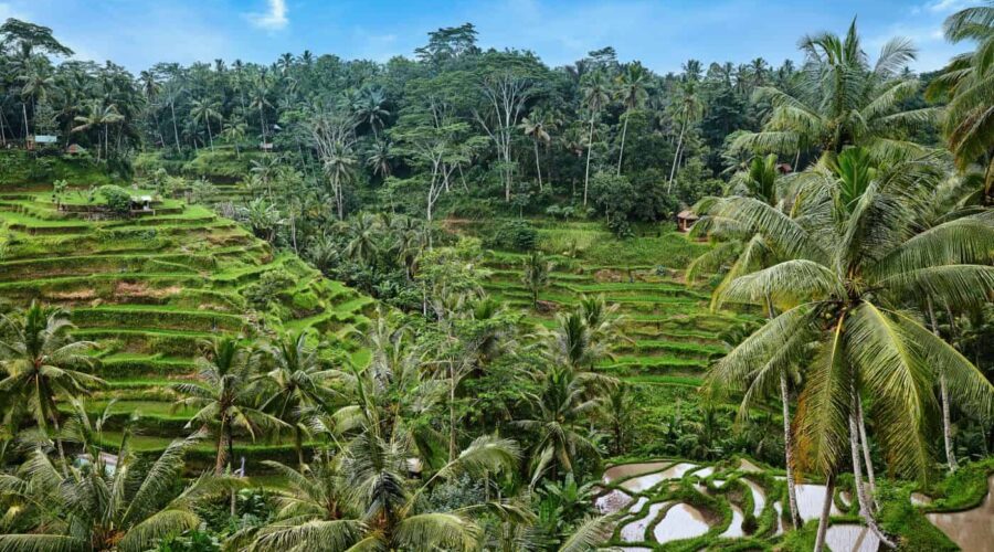 tegalalang rice terrace