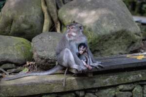12 Tempat Ramah Keluarga Ubud untuk Dikunjungi