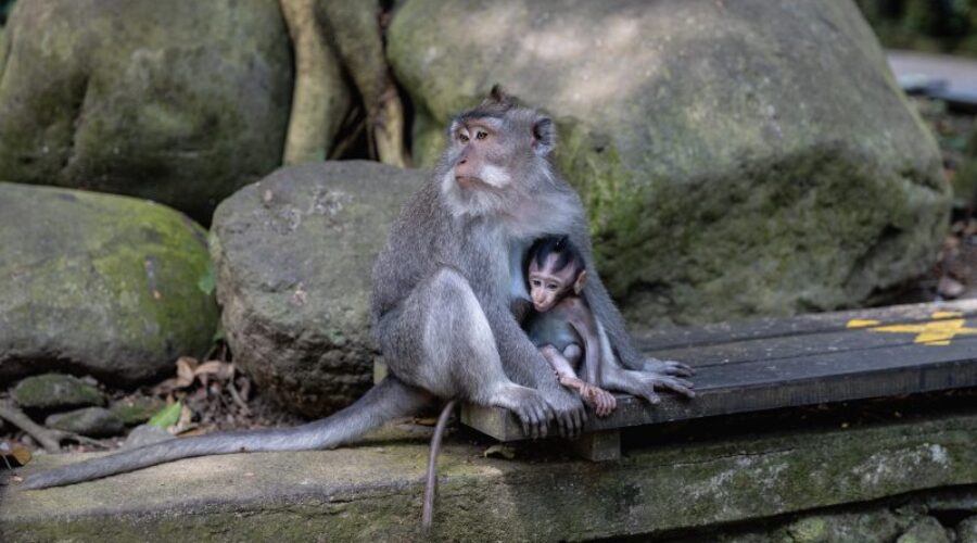 12 Ubud Family-Friendly Places to Visit