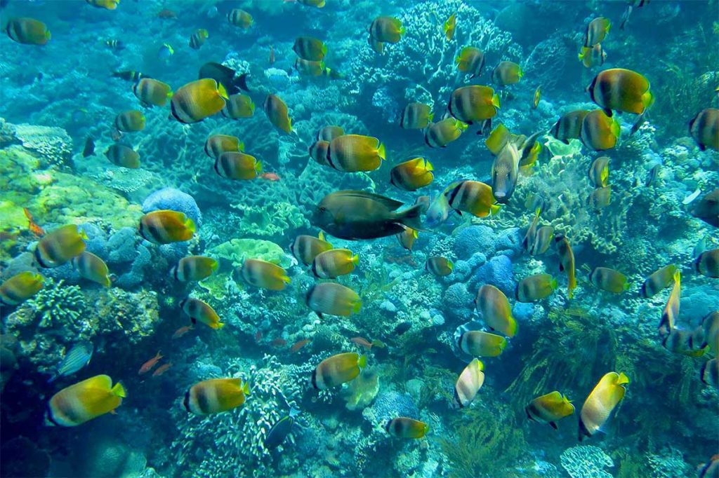Discover Gamat Bay Nusa Penida: Bali's Best-Kept Secret for Snorkeling and Marine Life 2 Gamat Bay Marine Life