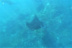 Lonely Manta