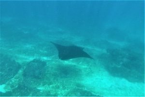 Manta Found