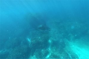 Manta Located
