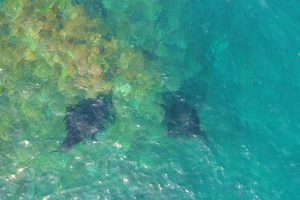 Manta Party 5