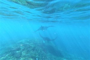 Manta Party 6