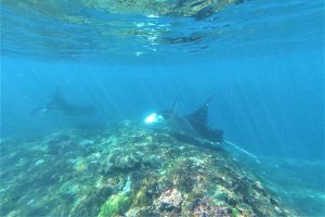 Manta Party 8