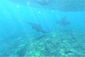 Manta Party 9