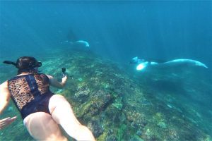 Swim with Manta 10