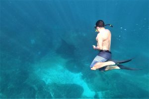 Swim with Manta 2