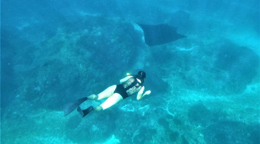 Swim with Manta