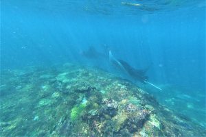 Swim with Manta 8