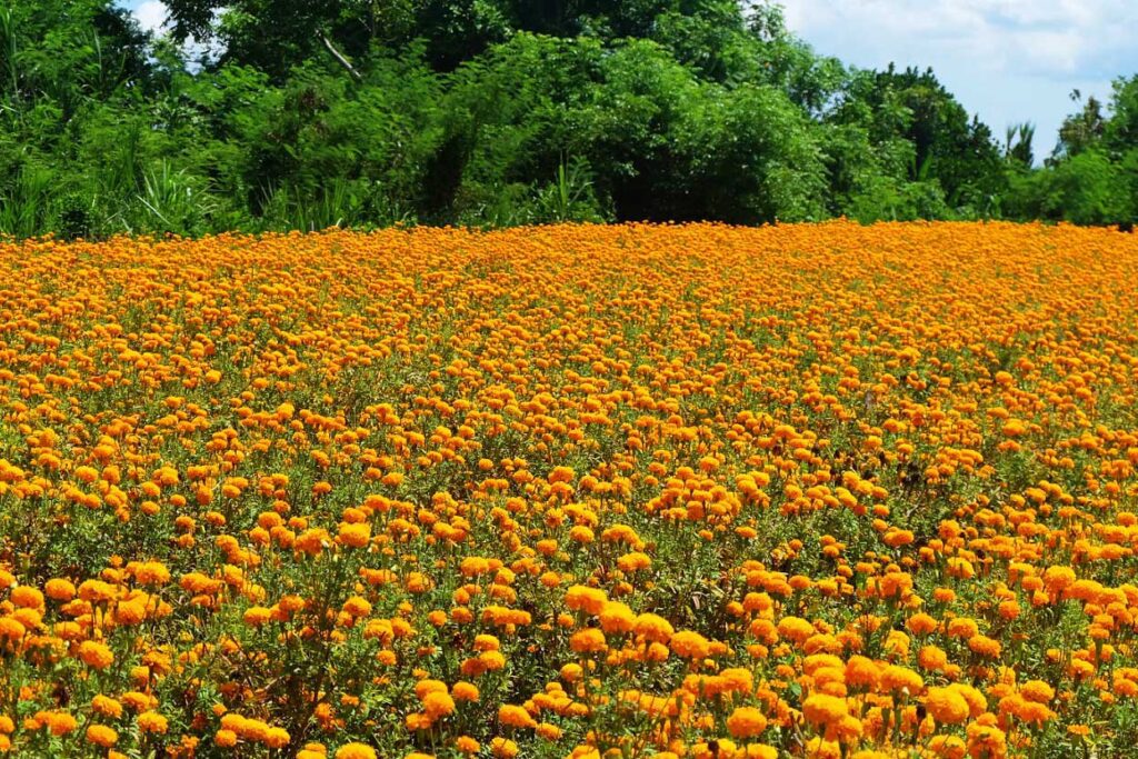 Bali Marigold Fields: A Golden Journey through Paradise 1 Bali Marigold Fields