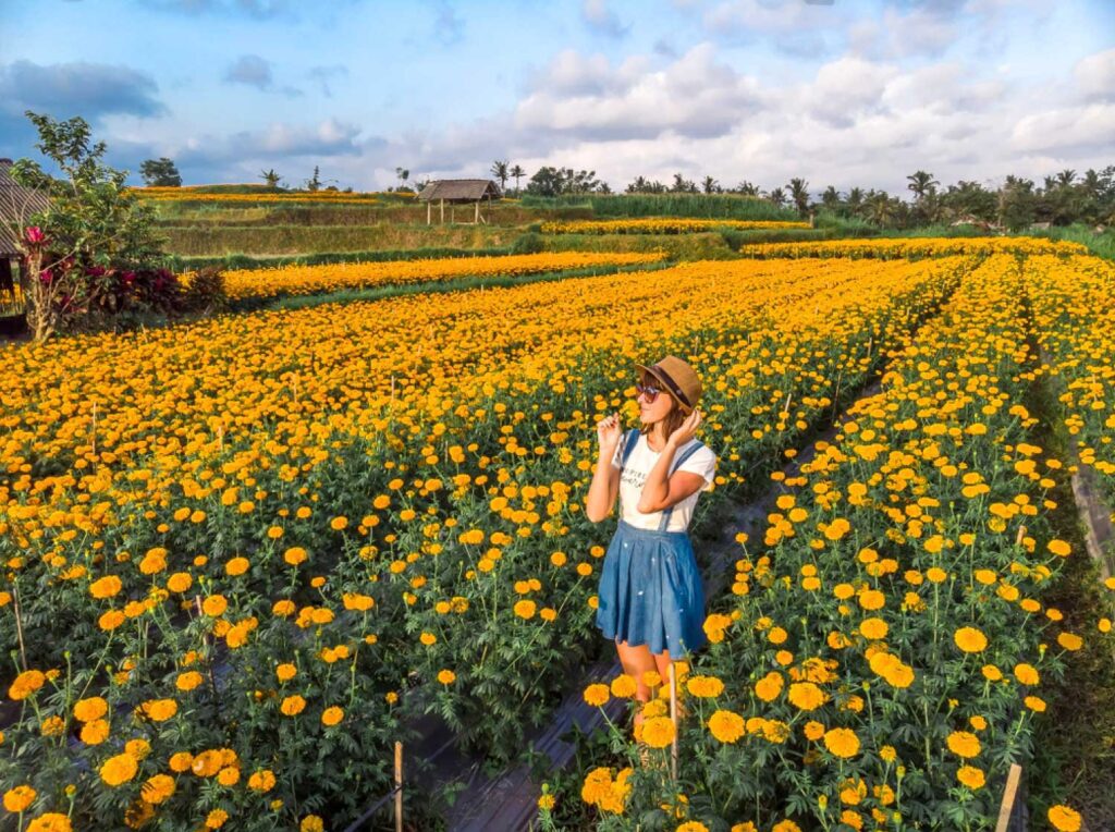 Bali Marigold Fields: A Golden Journey through Paradise 2 Bali Marigold Fields