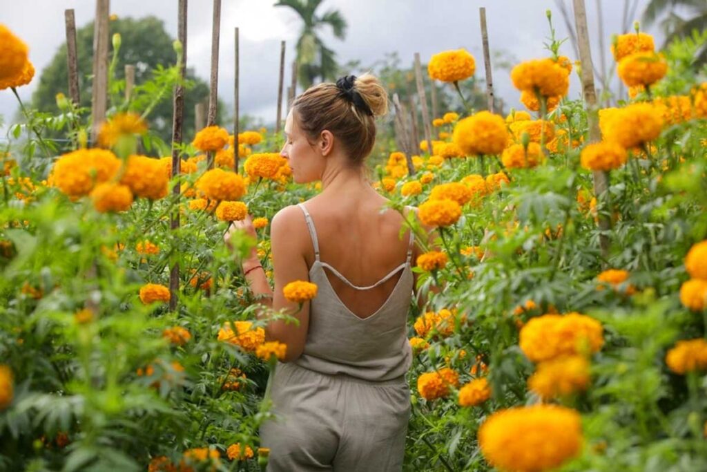 Bali Marigold Fields: A Golden Journey through Paradise 3 bali marigold field 3