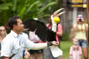 bali bird park 5