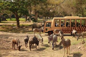 Experience Wildlife Up Close