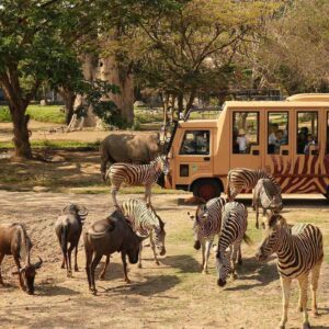 SAFARI JUNGLE HOPPER