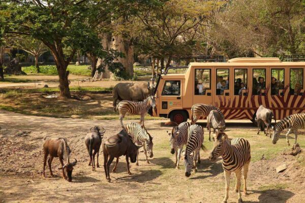 SAFARI JUNGLE HOPPER