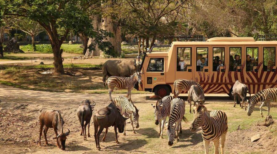 Experience Wildlife Up Close