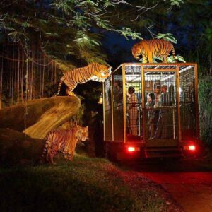 NIGHT SAFARI