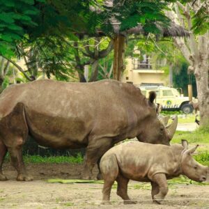 SAFARI RHINO