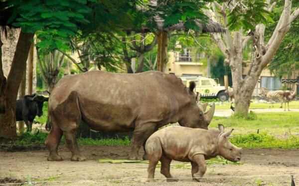 SAFARI RHINO