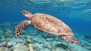 gili getaway 4